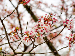 beautiful Sakura blossom in Japan