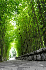 Chemin dans une forêt de bambou