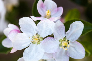 Fototapeta na wymiar Close up of the apple tree flowers