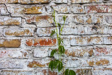 Old whitewashed brick wall with ivy