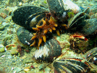 landscape of the seabed and its inhabitants