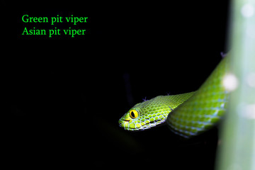 snake (green pit viper) in forest 