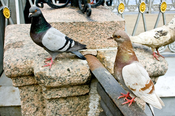 birds pigeons
