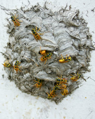 Angry wasps.