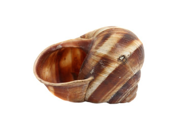 ordinary home garden snail