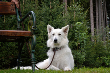 Weisser Schaeferhund liegt in der Wiese