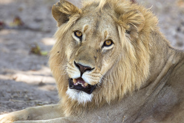 Wild male lion portrait