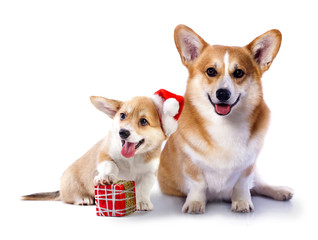 Welsh Corgi Pembroke dog in a Santa Claus hat and present