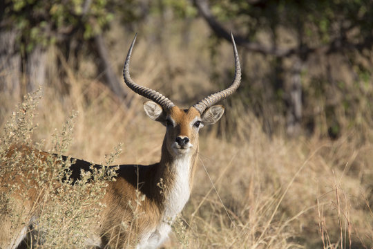 Portrait of wild red lechwe