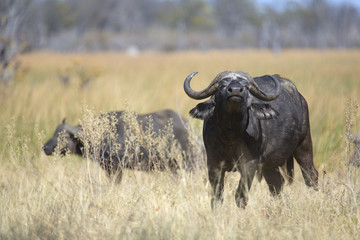 Fototapeta premium Free african wild buffalo