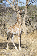 Portrait of a young giraffe
