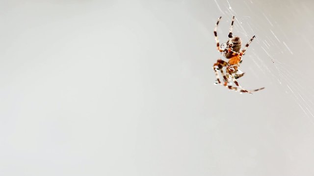 spider