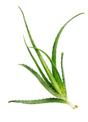 Obraz premium aloe plant