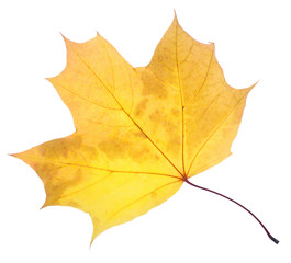 Maple yellow leaf isolated