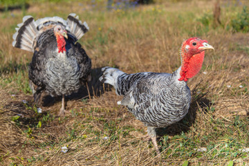 Male and Female Turkey