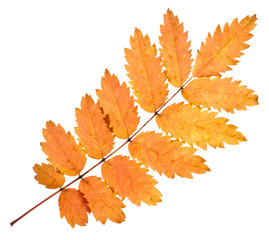 Rowan yellow leaf isolated