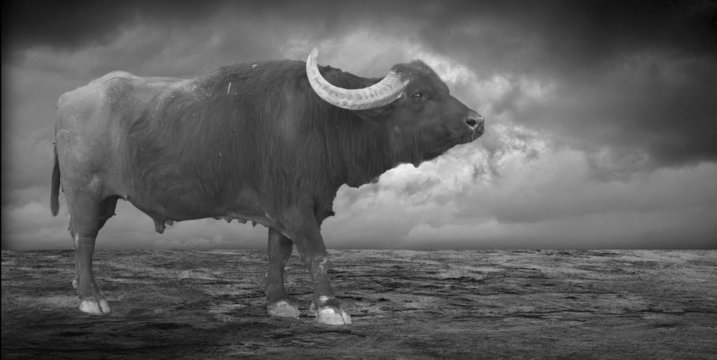 Bufalo