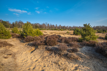 Heather and Sand in the Veluwe Area