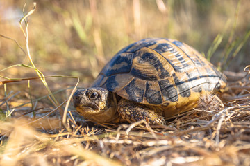 Hermann's tortoise in Grassy Environment Italy, southern Europe