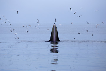 Obraz premium whales (Balaenoptera brydei) eating Anchovy fish