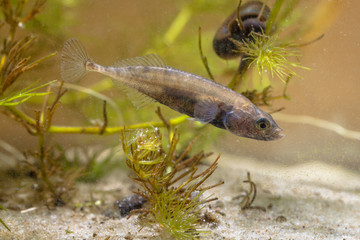 Ninespine Stickleback on Display
