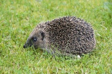 Young hedgehog in garden
