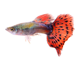 guppy fish isolated on white background