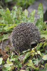 Young hedgehog in garden