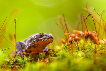Male Alpine Newt Walking through a Field of Moss