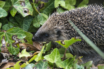 Young hedgehog in garden