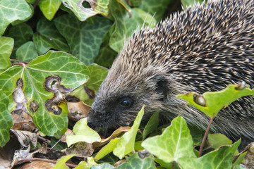 Young hedgehog in garden