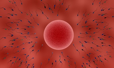 human sperm and female egg