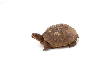 Box Turtle