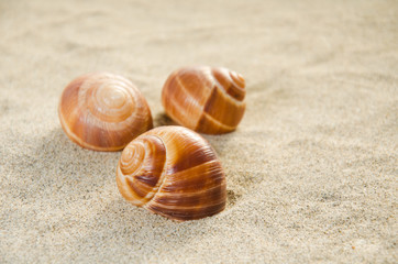 Три ракушки на песке