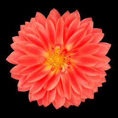 Red Pot Marigold Gerbera Flower Isolated on Black