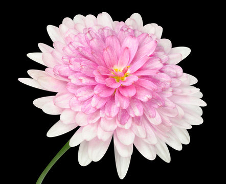Pink Dahlia Flower large center Isolated on black