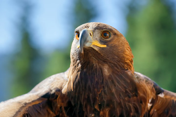 eagle