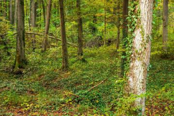 Obraz premium Enchanted Autumn Bavarian Forrest