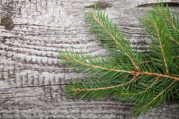 spruce twig on a wooden background