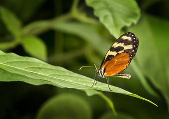 Pretty Butterfly