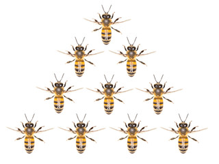 a swarm of bees on a white background