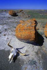 Cow Skull And Large Boulder In Desert