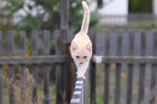 Ginger Cat Walking On A Wooden Fence