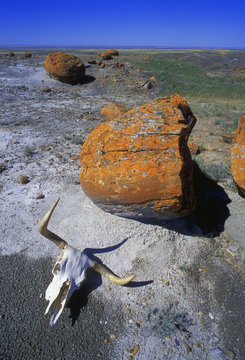 Cow Skull And Large Boulder In Desert