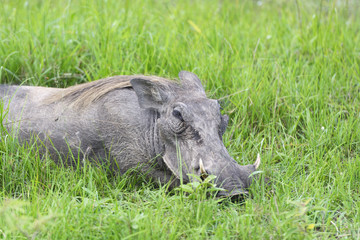 Fototapeta na wymiar Common Warthog Resting in the Grass