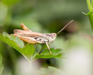 grasshopper in nature