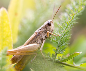 grasshopper in nature