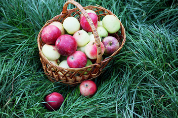 basket of apples