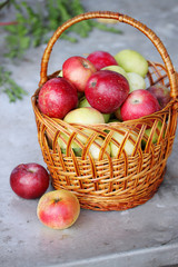 autumn apple harvest
