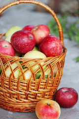 autumn  harvest
